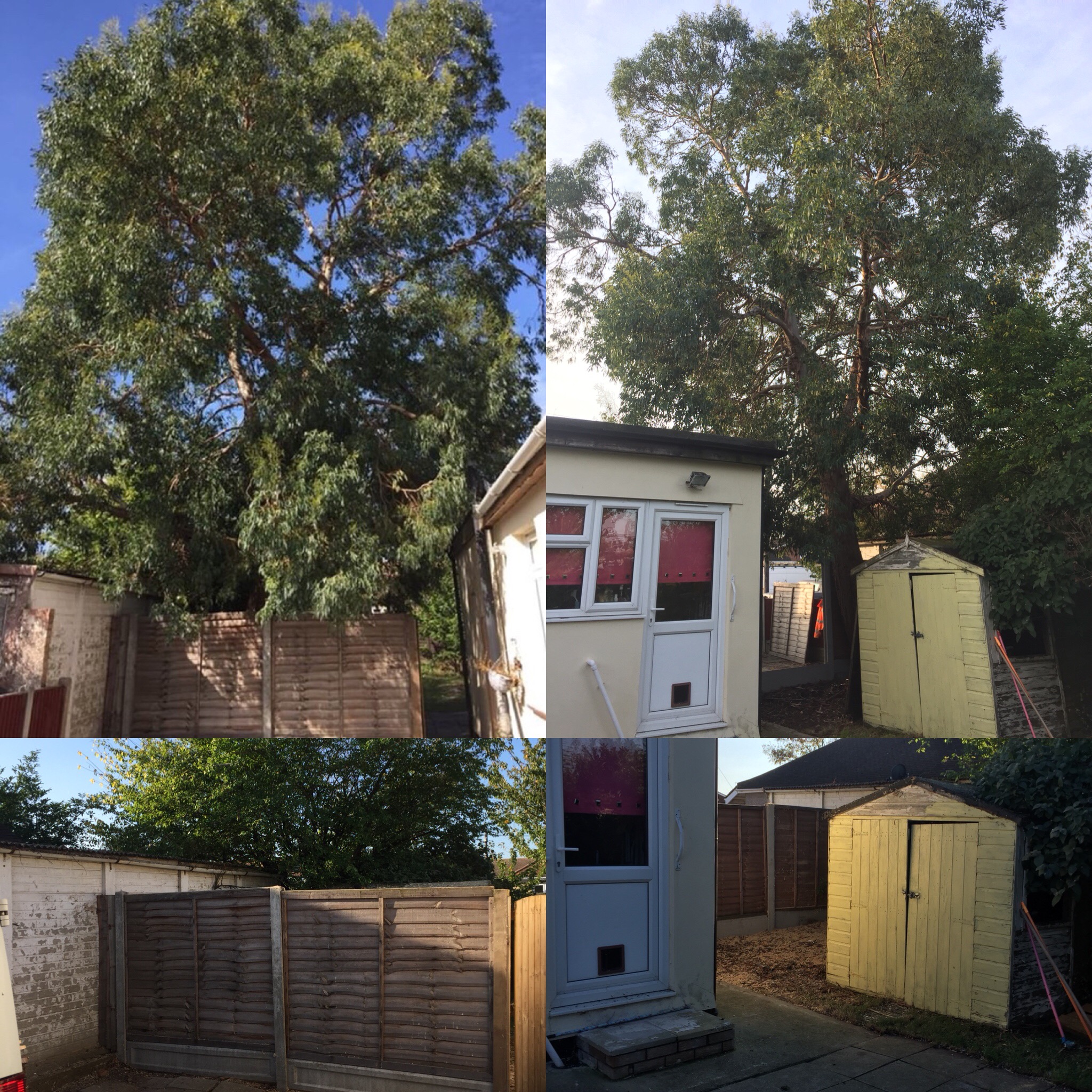 Tree Care Services and Maintenance