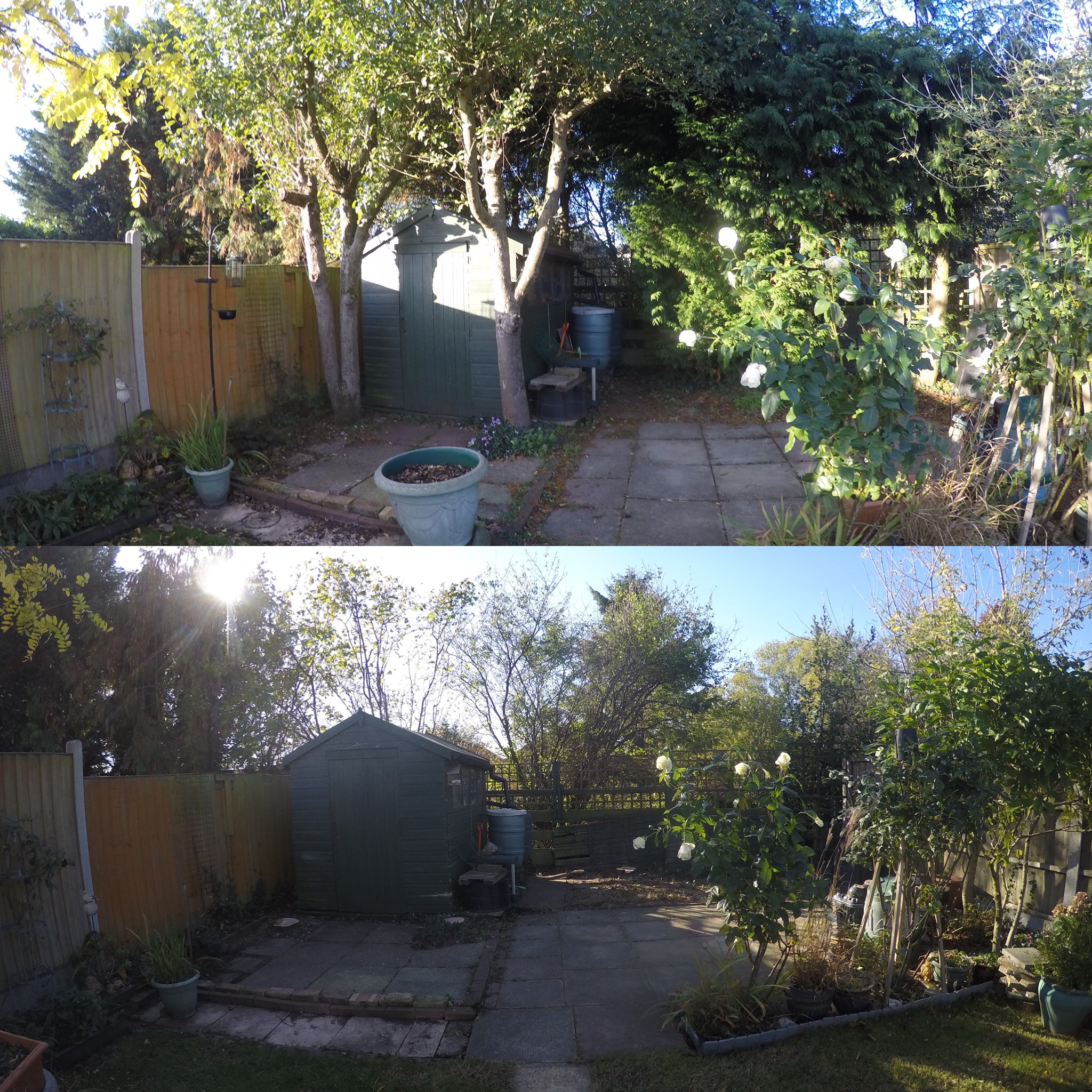 Tree Care Services and Maintenance