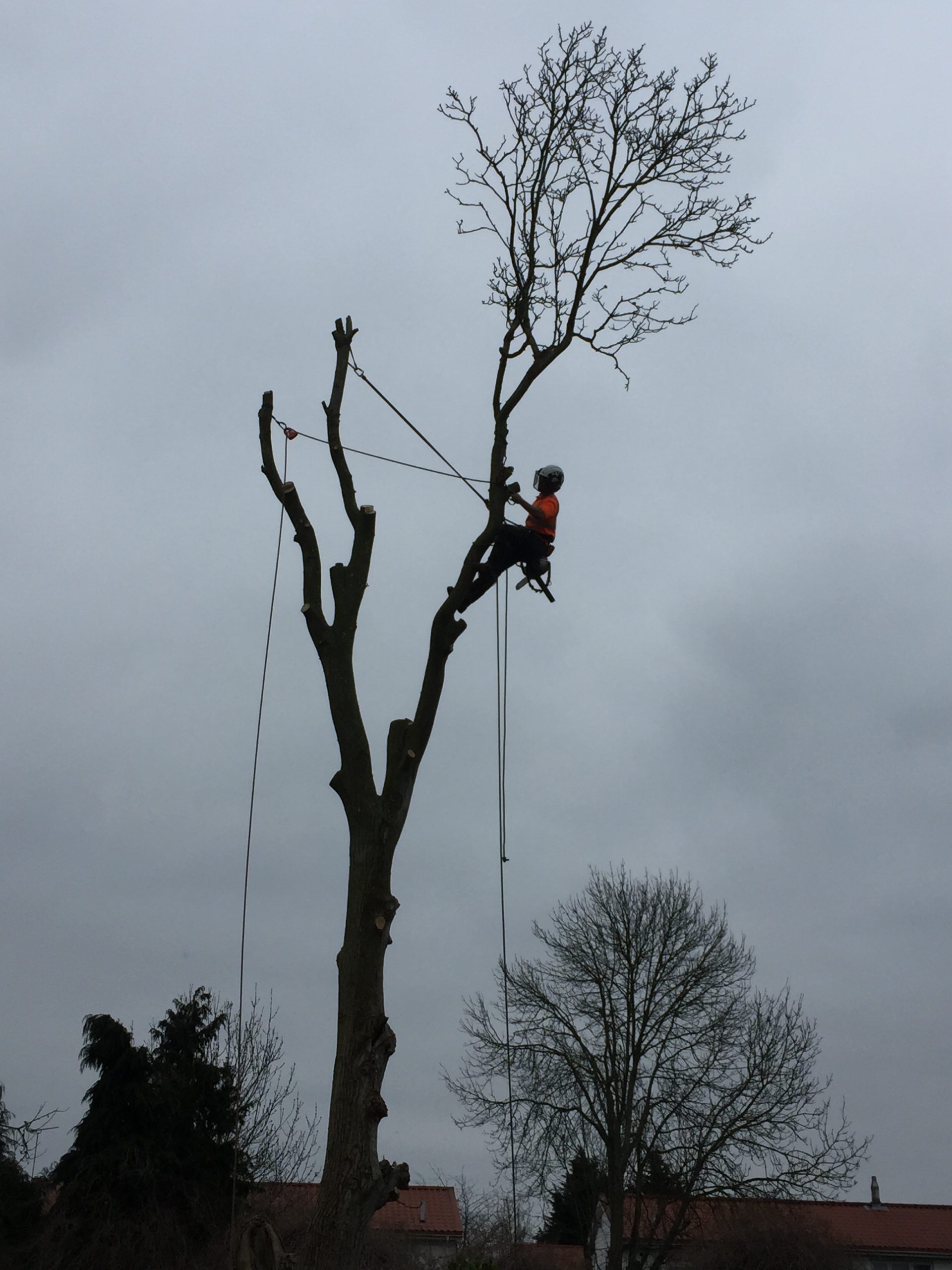 Tree Care Services and Maintenance