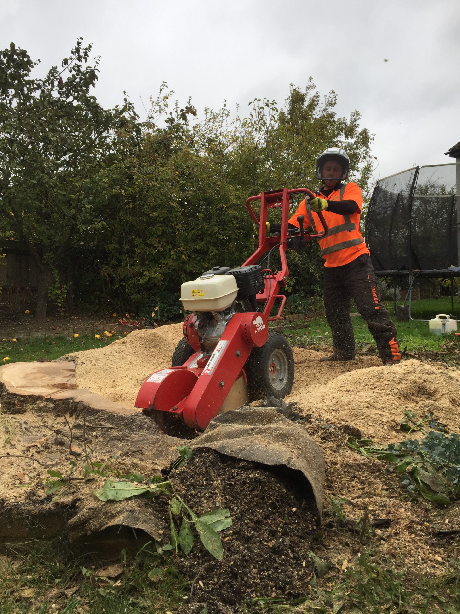 Tree Care Services and Maintenance
