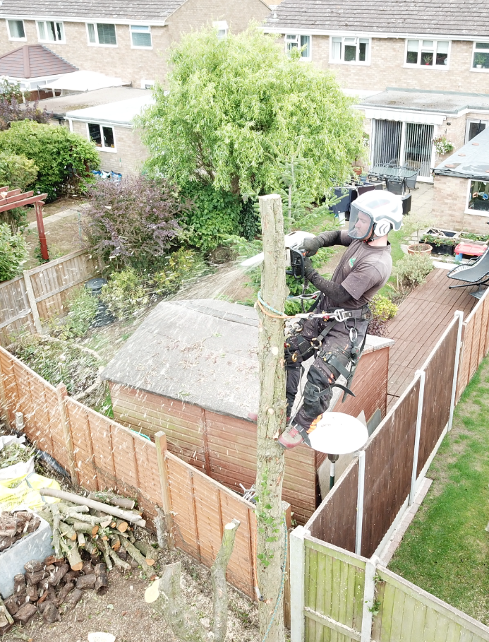 Tree Care Services and Maintenance