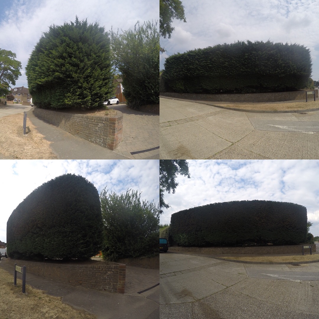 Hedge Care Services and Maintenance