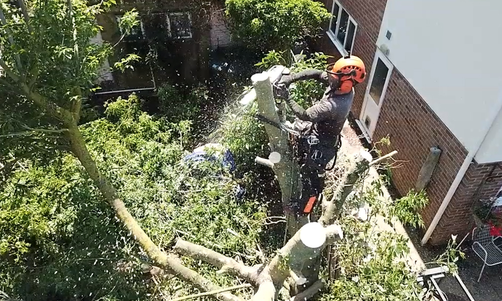 Tree Care Services and Maintenance