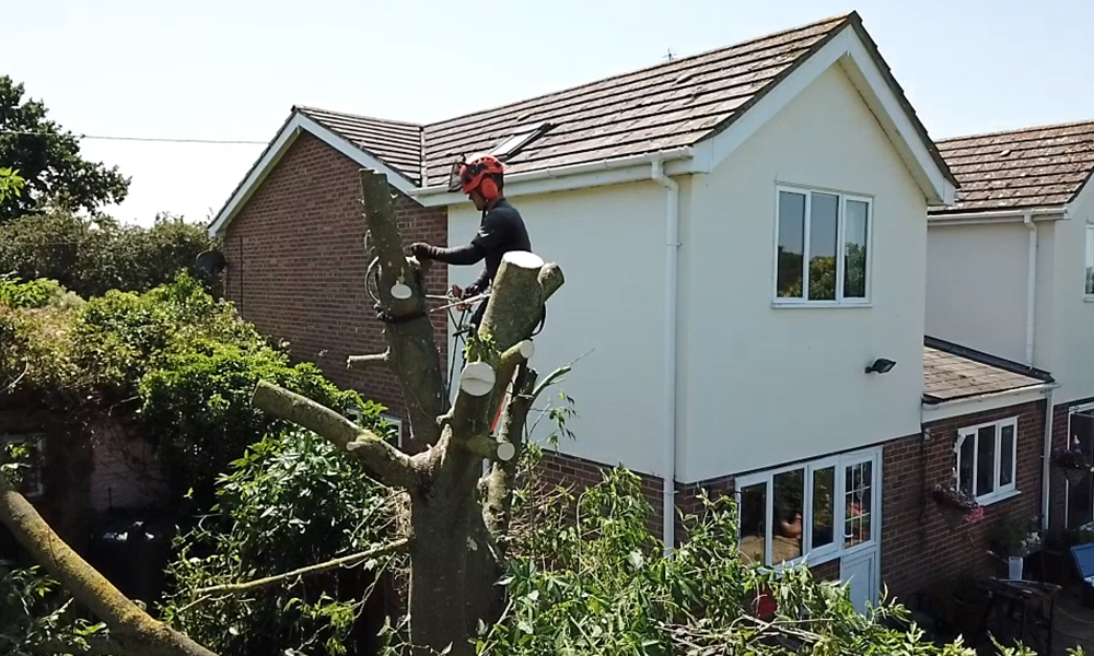 Tree Care Services and Maintenance