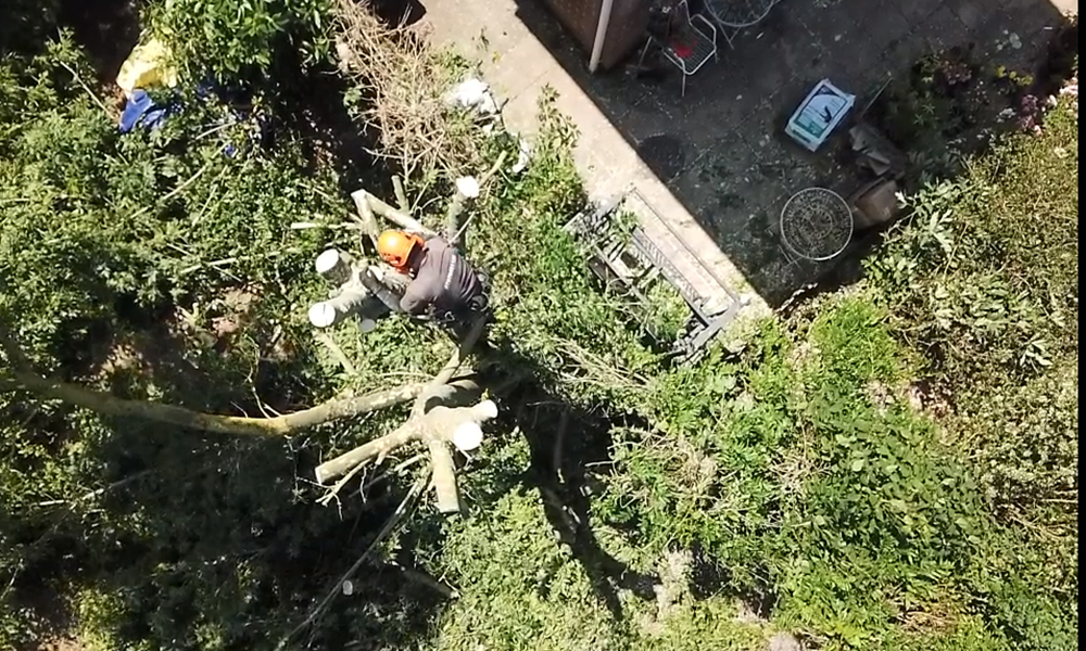 Tree Care Services and Maintenance