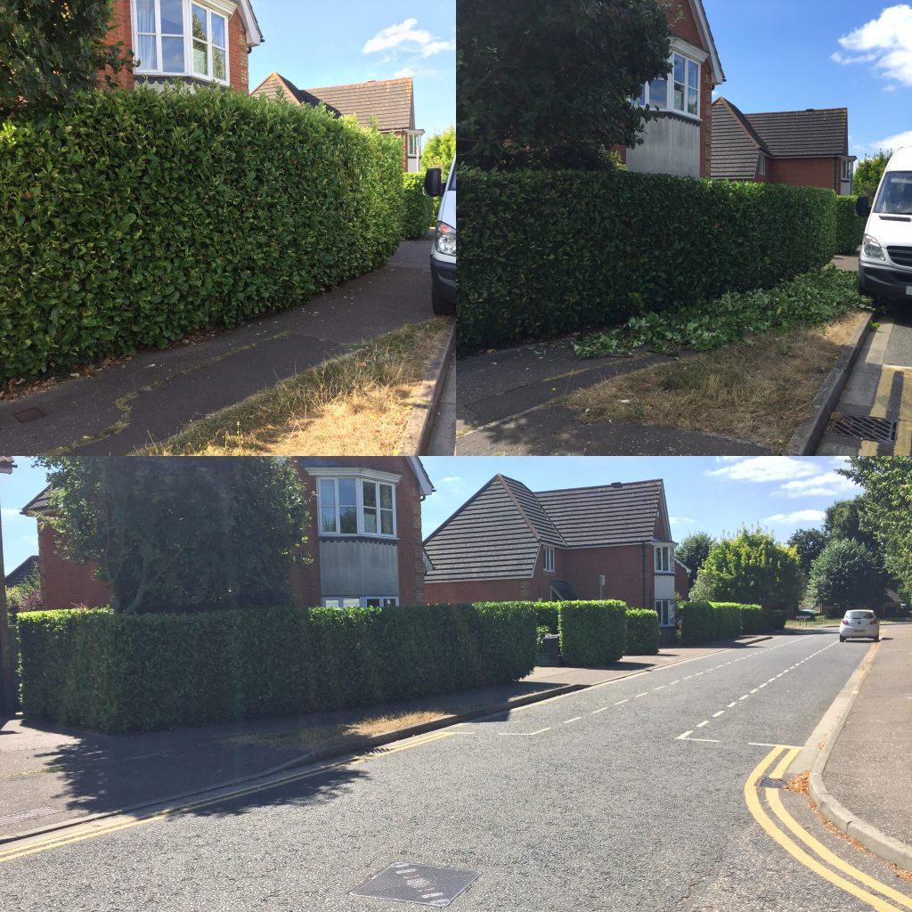 Hedge Care Services and Maintenance