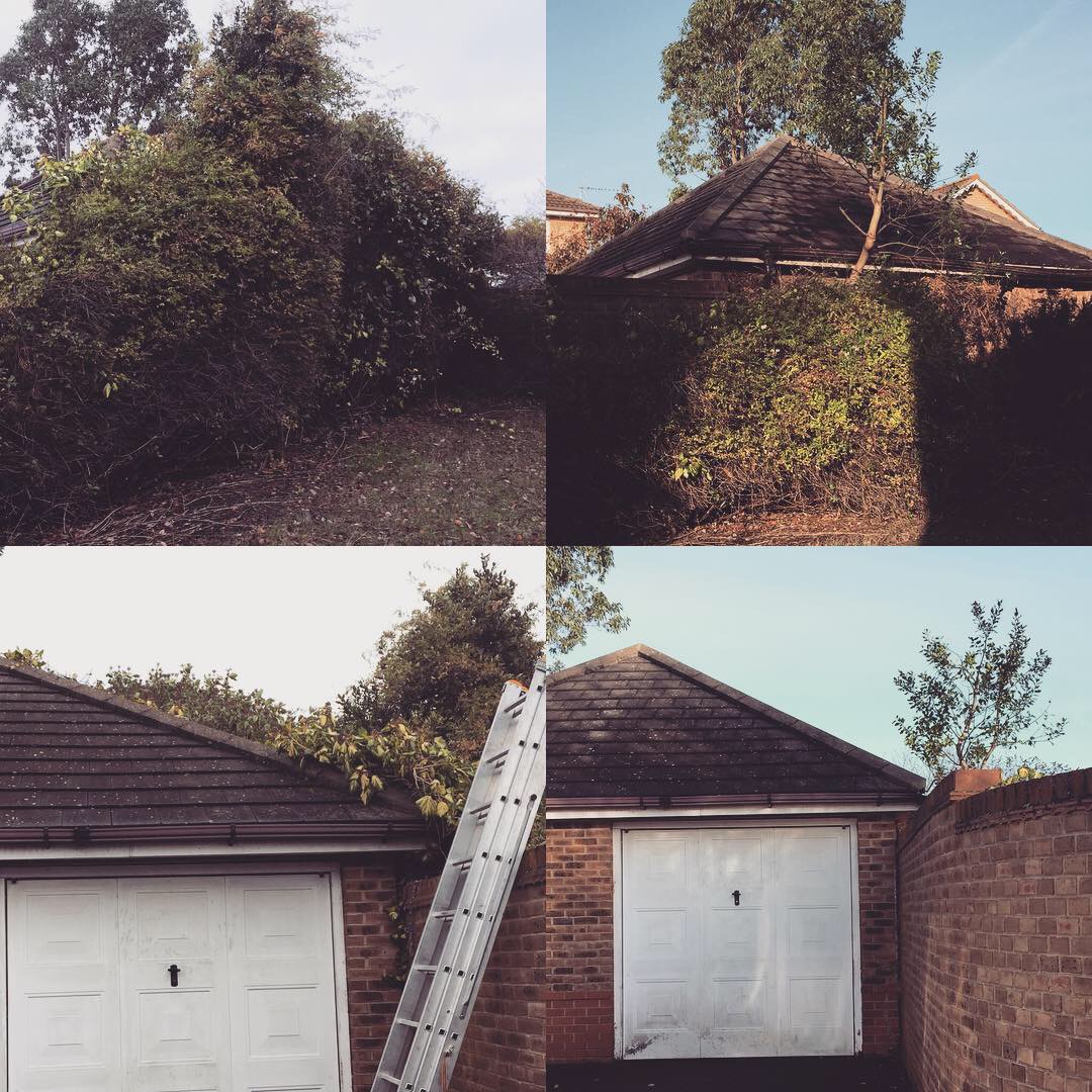 Ivy Care Services and Maintenance