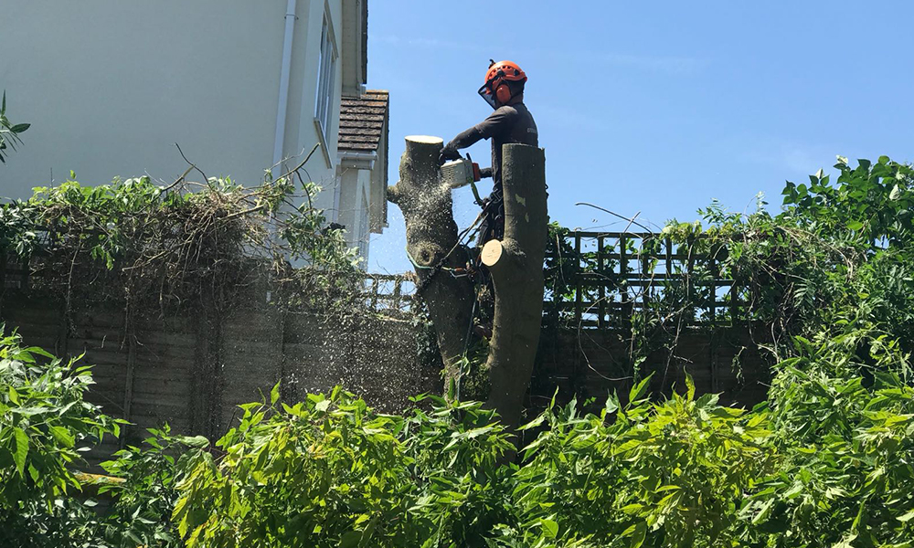 Tree Care Services and Maintenance