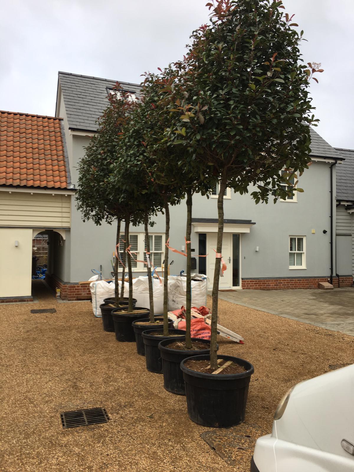 Tree Care Services and Maintenance