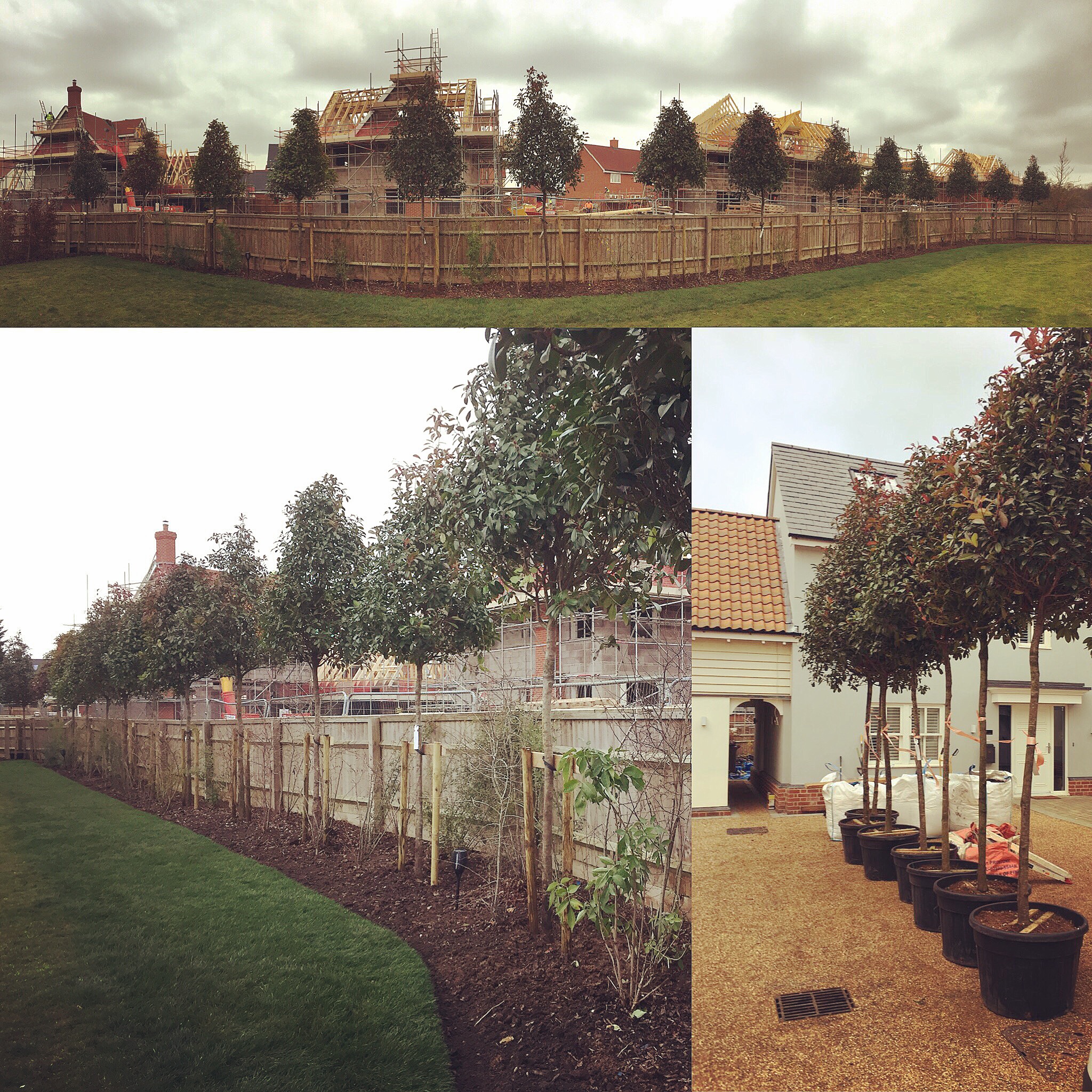 Tree Care Services and Maintenance