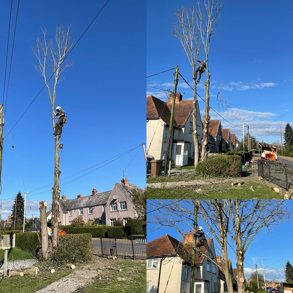Tree Care Services and Maintenance before and after