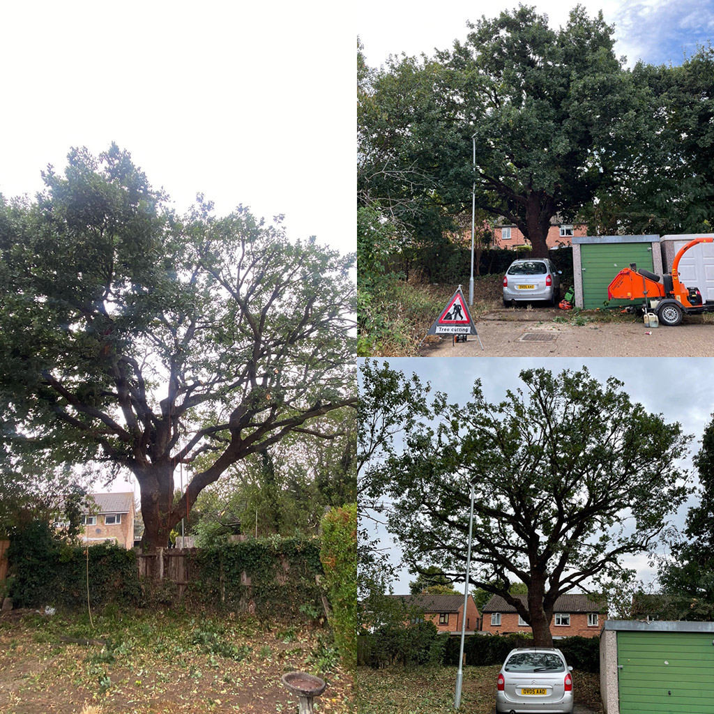 Tree Care Services and Maintenance before and after