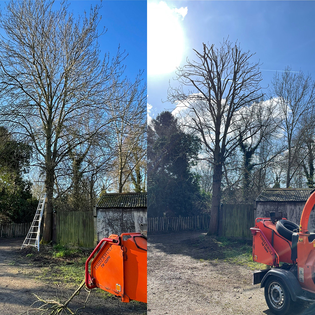 Tree Care Services and Maintenance before and after