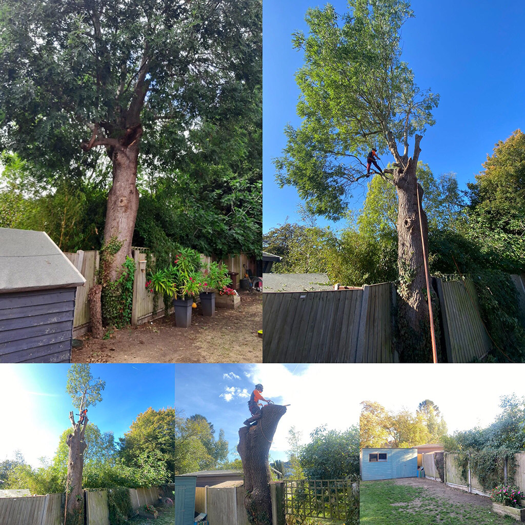 Tree Care Services and Maintenance before and after