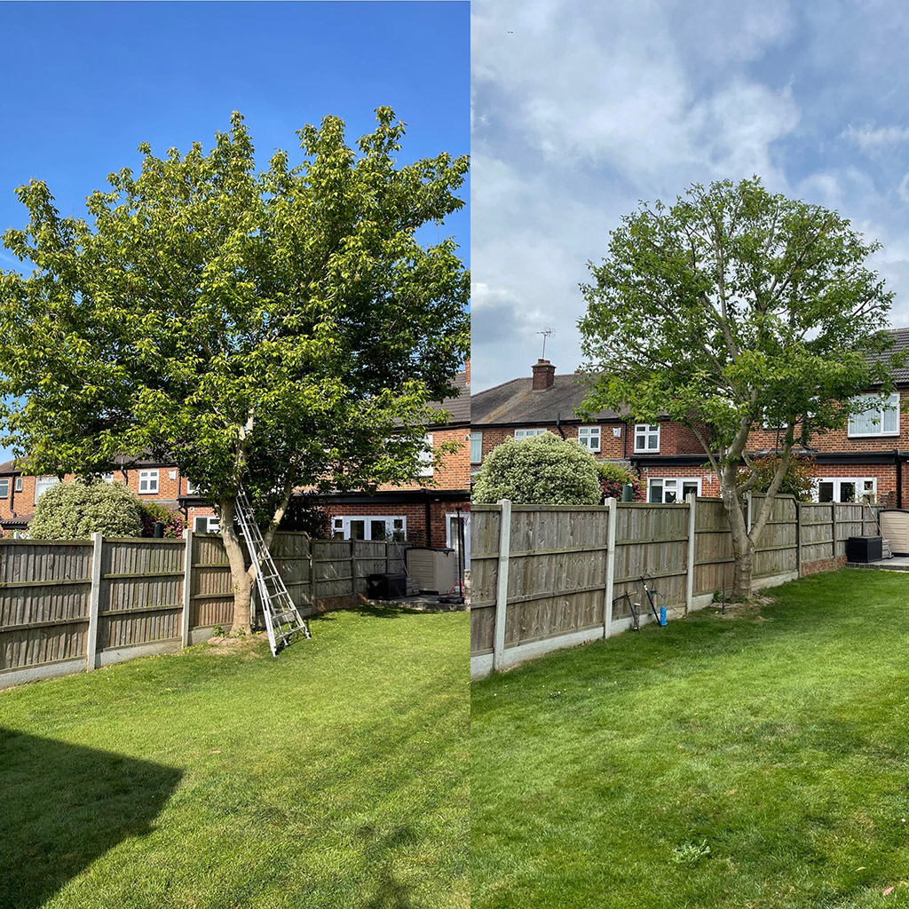 Tree Care Services and Maintenance before and after