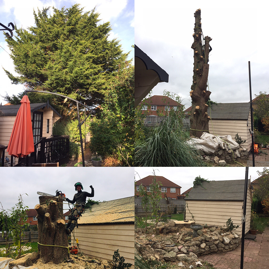 Tree Care Services and Maintenance before and after