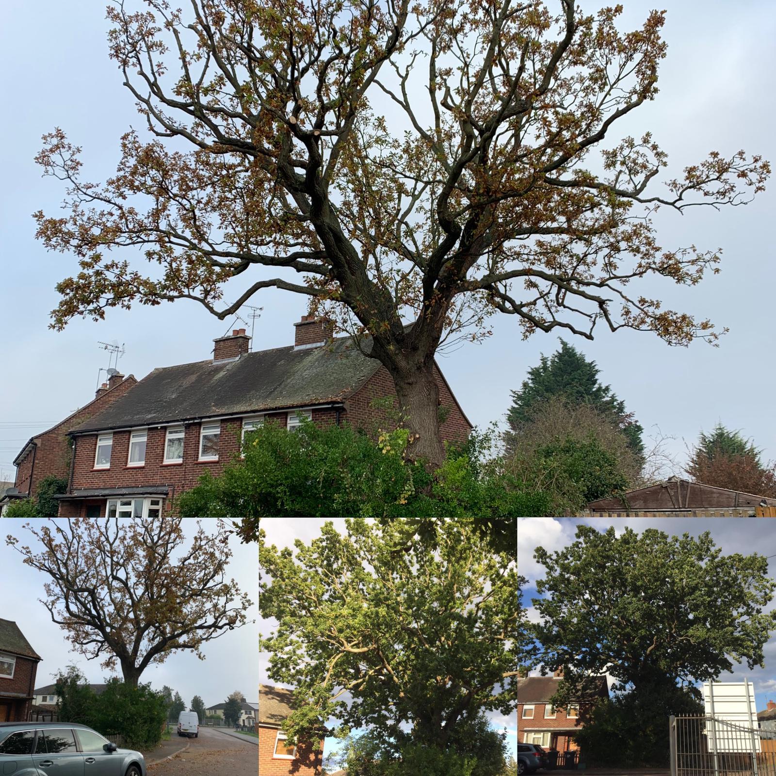 Tree Care Services and Maintenance before and after