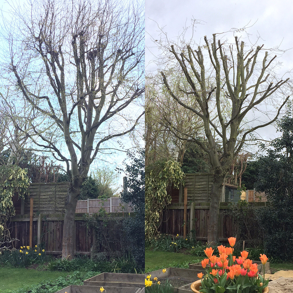 Tree Care Services and Maintenance before and after