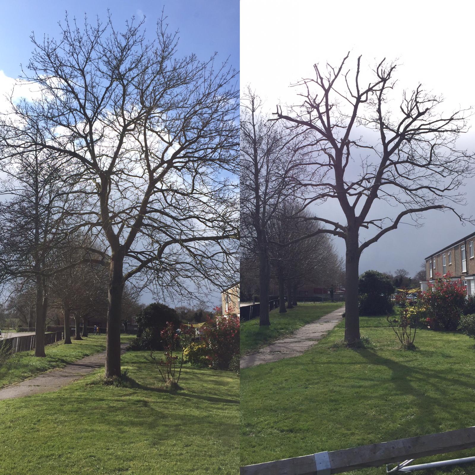 Tree Care Services and Maintenance before and after