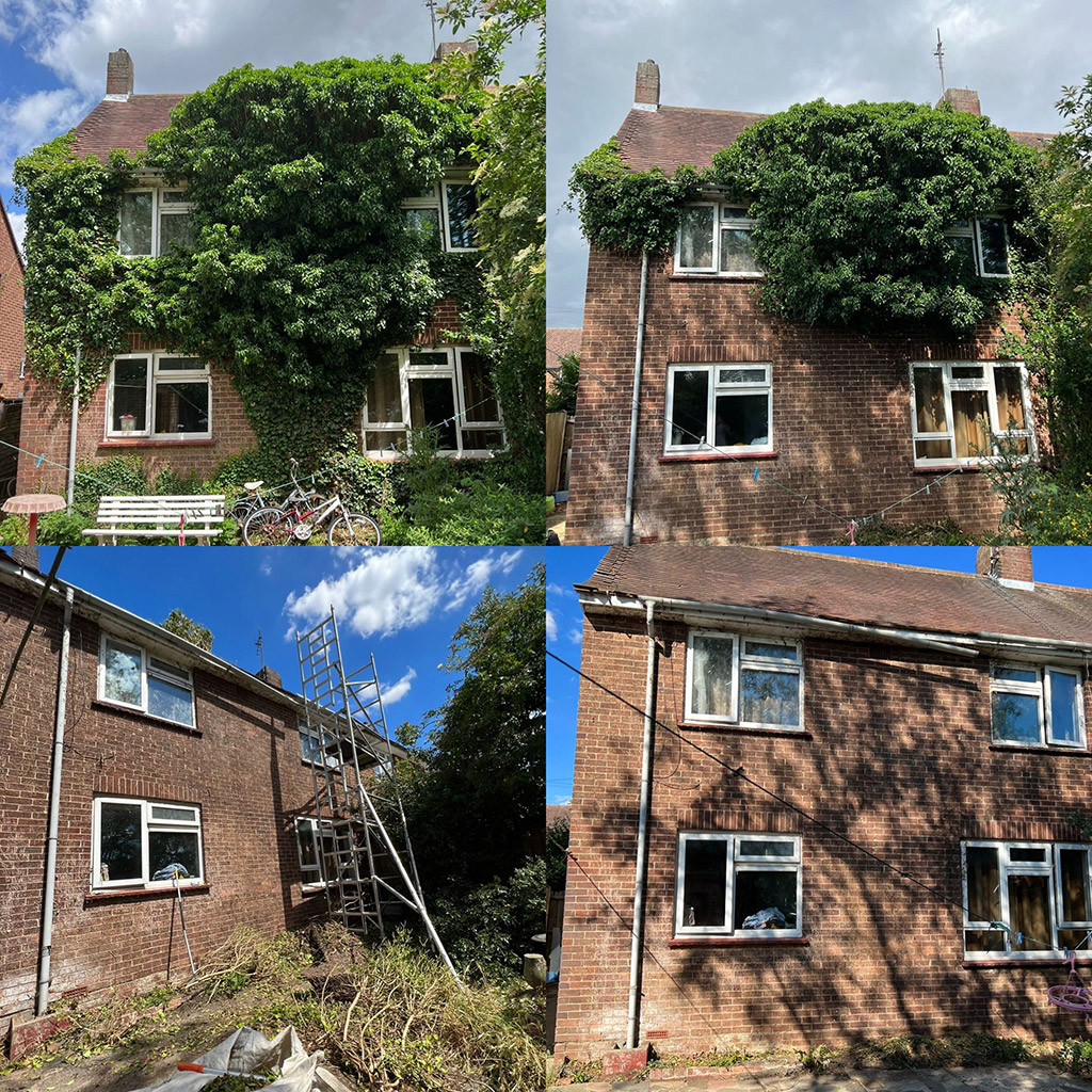 Ivy Clearance