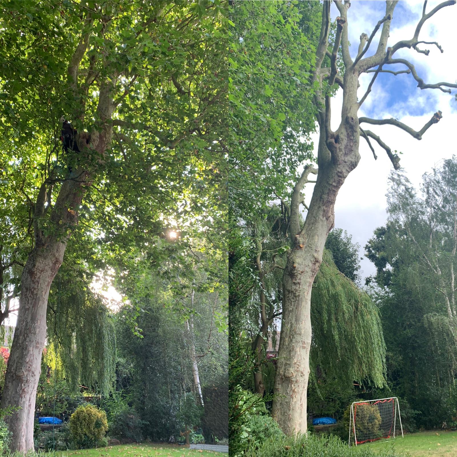 Tree Care Services and Maintenance before and after
