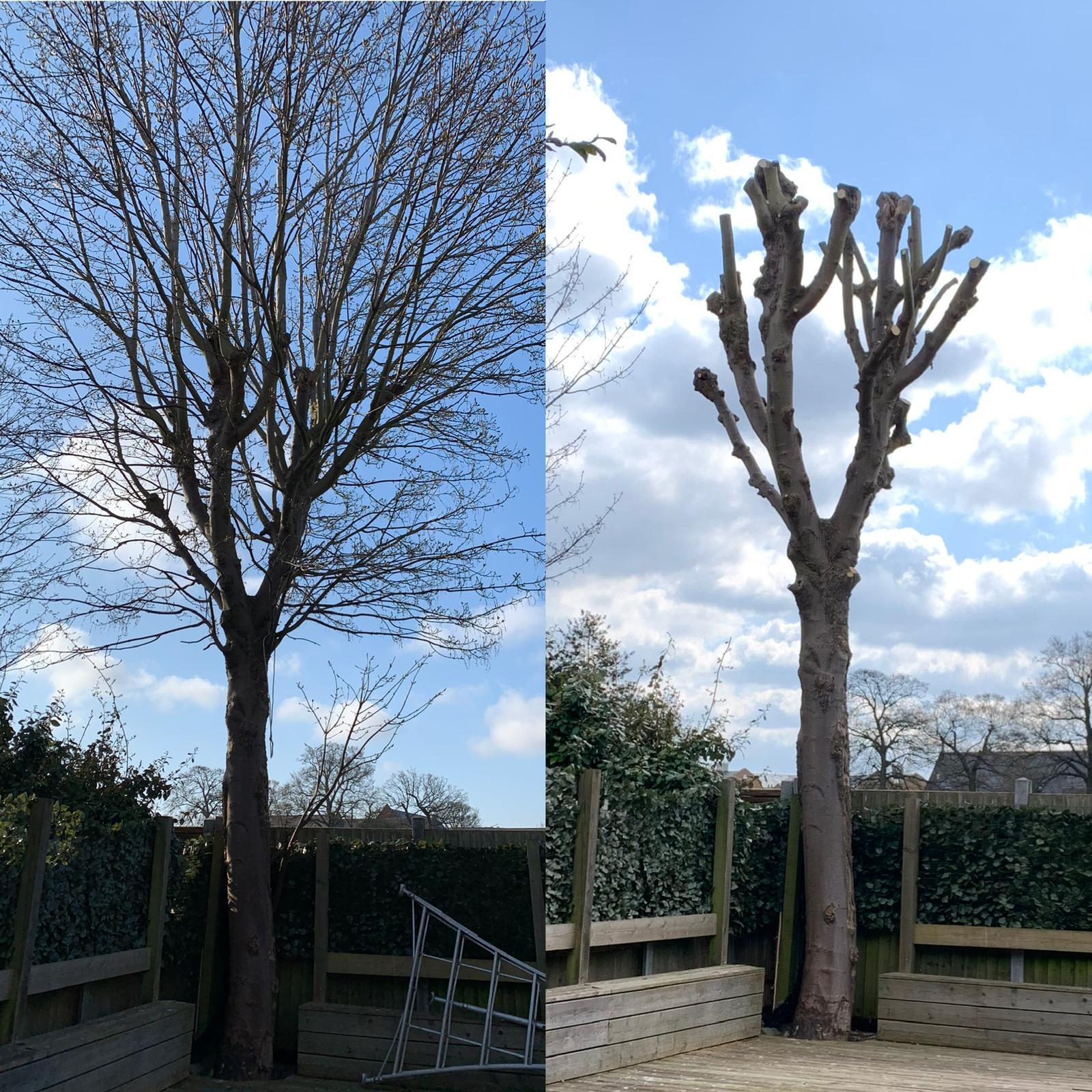 Tree Care Services and Maintenance before and after